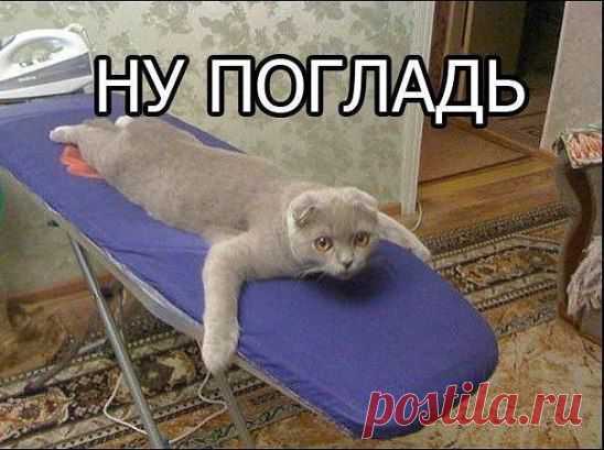 Коту не хватает ласки)