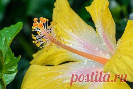 Hibiscus | Explore PMillera4's photos on Flickr. PMillera4 h… | Flickr - Photo Sharing!