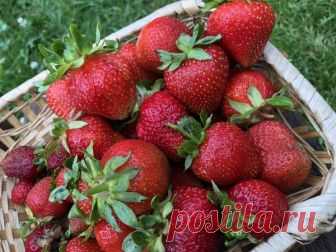 Все для дачи | Записи в рубрике Все для дачи | Дневник Н_Филина