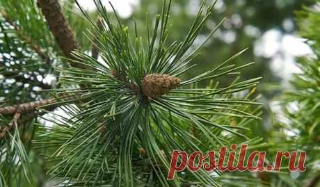 Лечебные свойства хвои сосны