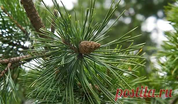 Лечебные свойства хвои сосны