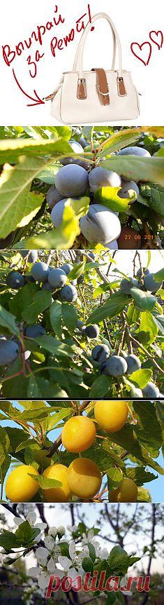 "Тернослив: недо-слива и пере-терн". Выиграйте стильную сумку от интернет-магазина Клуб Красоты, разместив любой пост с сайта 7dach.ru в Постиле. Чем больше постов - тем выше шансы. Розыгрыш состоится в понедельник, 16 декабря. В акции участвуют все посты, которые содержат этот текст и фото сумки!