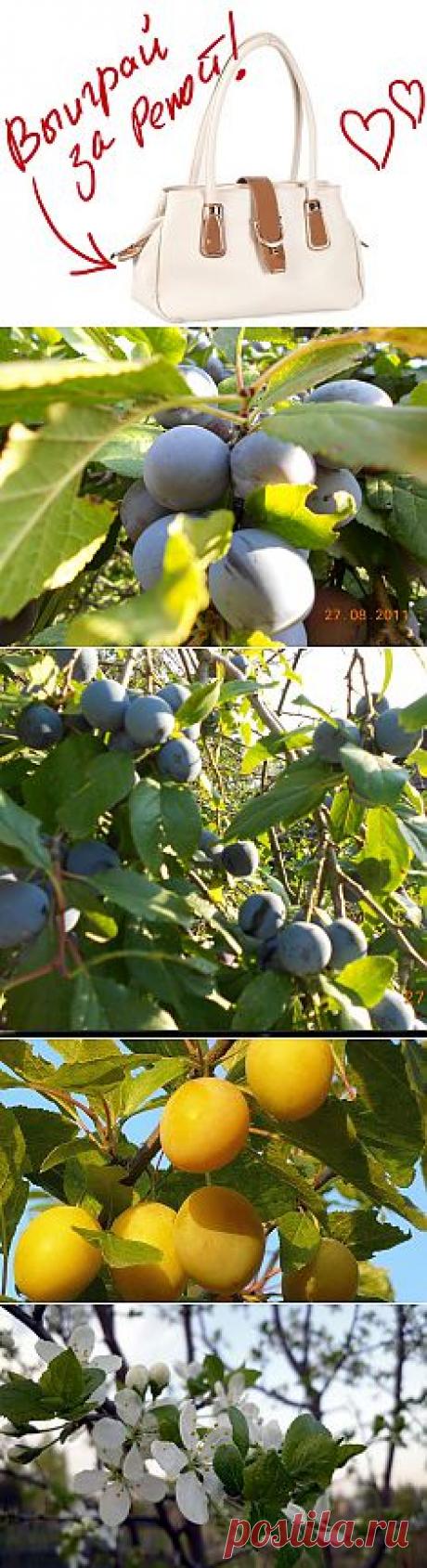 &quot;Тернослив: недо-слива и пере-терн&quot;. Выиграйте стильную сумку от интернет-магазина Клуб Красоты, разместив любой пост с сайта 7dach.ru в Постиле. Чем больше постов - тем выше шансы. Розыгрыш состоится в понедельник, 16 декабря. В акции участвуют все посты, которые содержат этот текст и фото сумки!