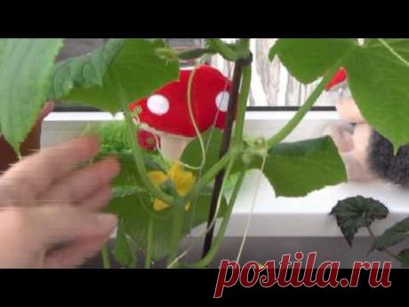 Жалюзи своими руками. - YouTube