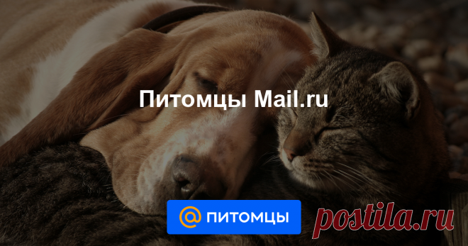 Питомцы Mail.ru Новости, советы и статьи о домашних животных: все о здоровье собаки и кошки, дрессировка, зоопсихология, правильный уход, смешные животные, консультация ветеринаров и кинологов, и многое другое на Питомцы Mail.ru