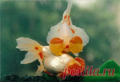 Водяные глазки