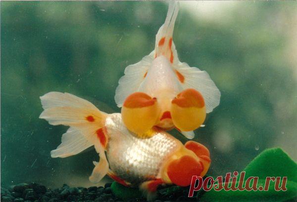 Водяные глазки