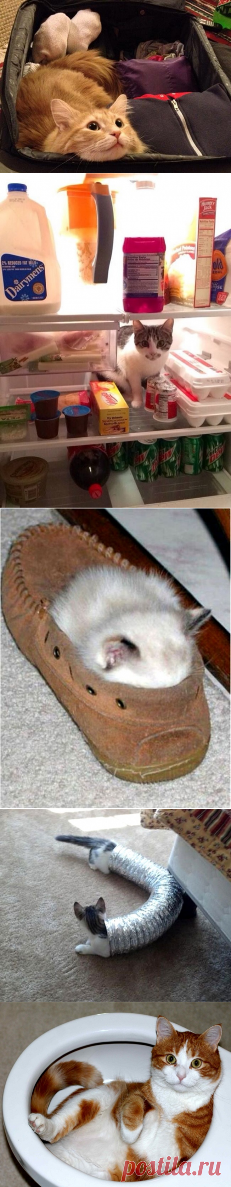 Где можно найти кота