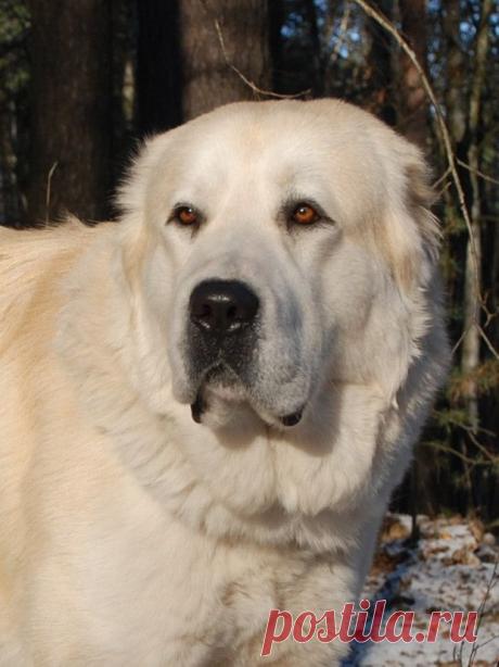 Ми-ми по взрослому или собаки которые не боятся волков | Уши, лапы, хвост