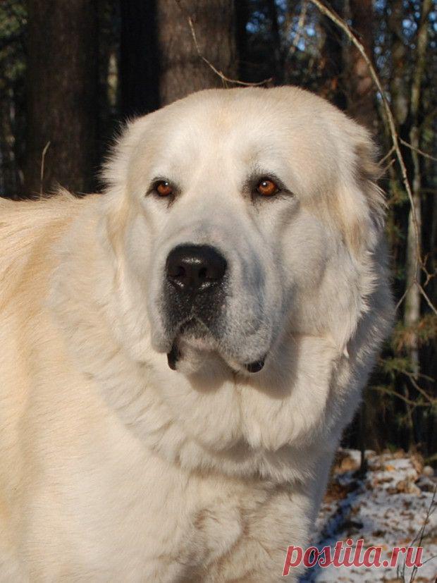 Ми-ми по взрослому или собаки которые не боятся волков | Уши, лапы, хвост