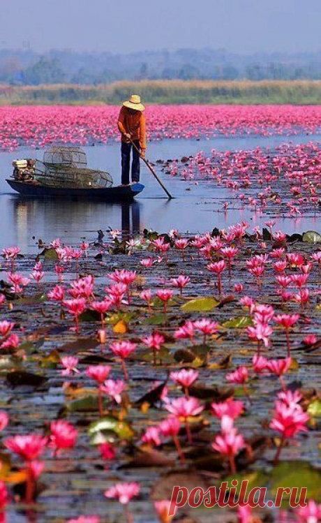 Red Lotus Sea, Located in Udonthani, Thailand - A beautiful site to see in, the Red Lotus Sea is a unique natural attraction that it is home to millions of lotus flowers and only a boat ride away.  |   Pinterest • Всемирный каталог идей