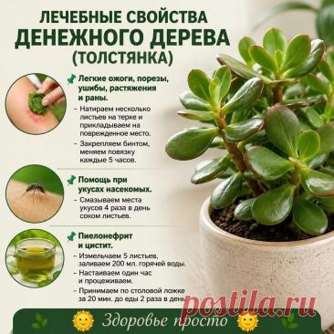 Лечебные свойства денежного дерева (толстянка)