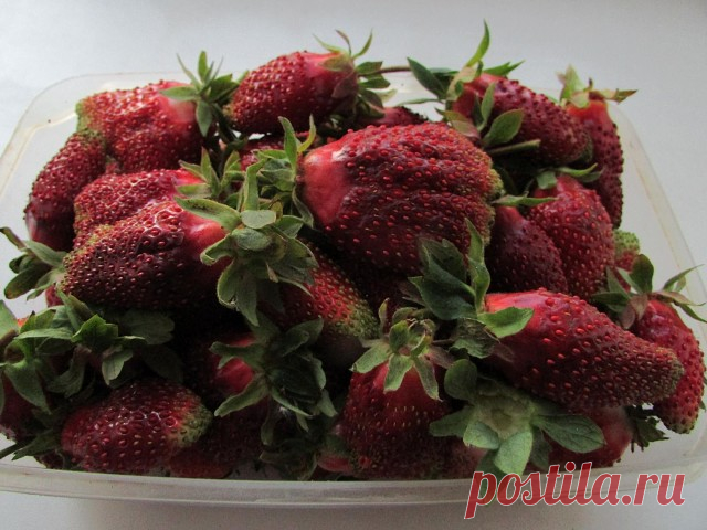 Предлагаю саженцы Купчихи.Думаю.многим полезна будет эта информация,что без хорошего полива не получить хороший урожай Купчихи.