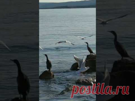 чудо в перьях Красавцы на отдыхе #хорватия