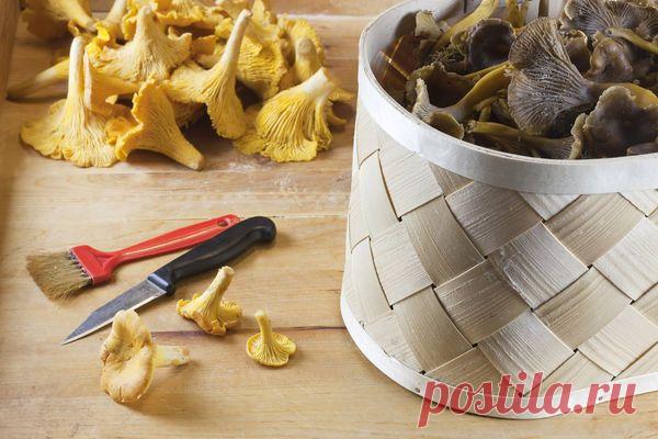 Советы грибников: как выбрать грибы для засолки и 2 способа засолки грибов