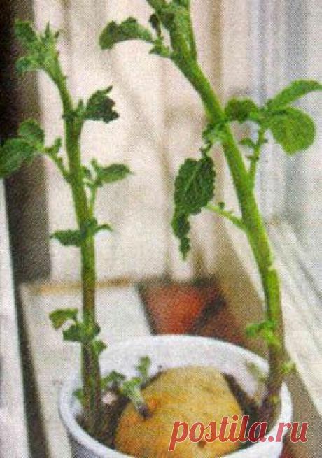 Ботва на подоконнике