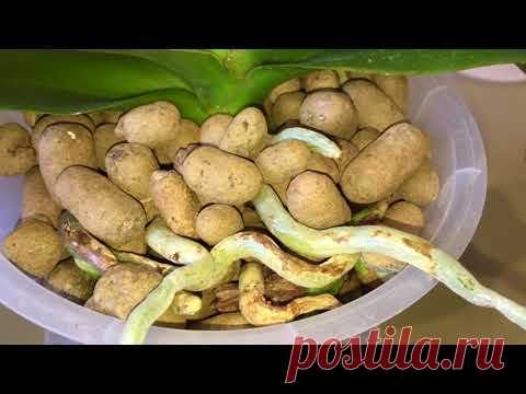 орхидеи в керамзите, КАК РАСТУТ КОРНИ и ЛИСТЬЯ