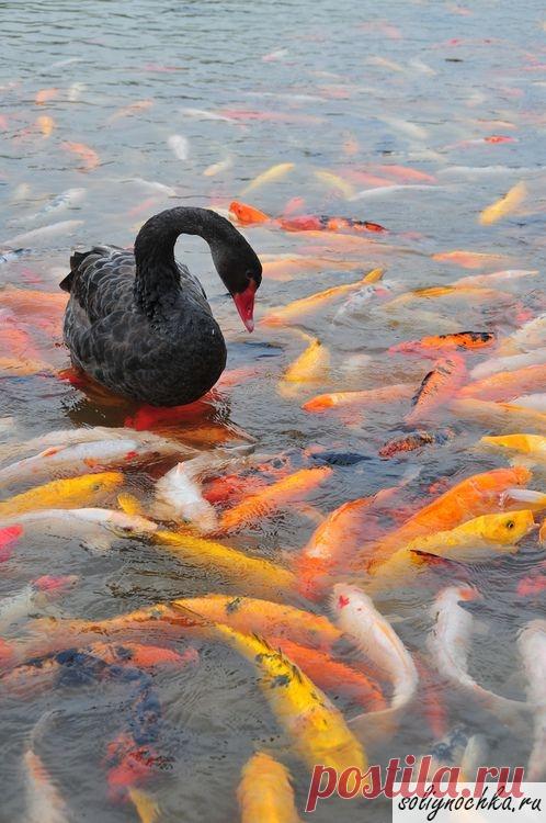 Черный лебедь в пруду среди карпов кои, фото на тему 