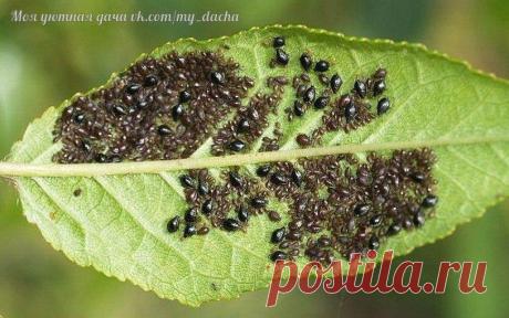 Избавляемся от тли!