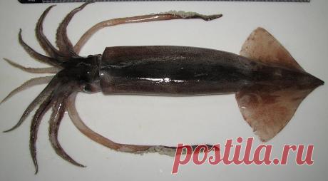 КАЛЬМАР хотел ОПЛОДОТВОРИТЬ женщину!