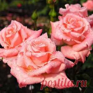 Чем шедевр отличается от ширпотреба