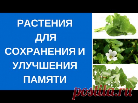 Растения для сохранения и улучшения памяти