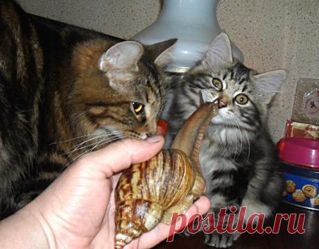 Кошки с ахатиной