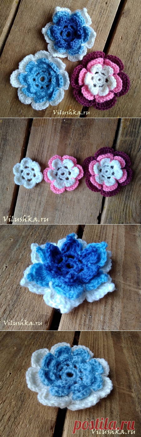 Ирландская роза