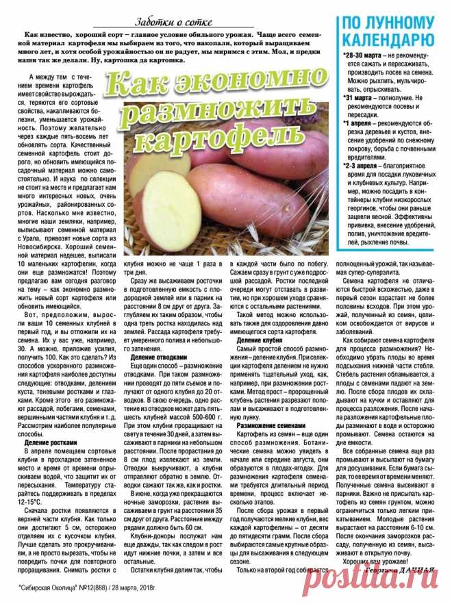 Как экономно размножить картофель