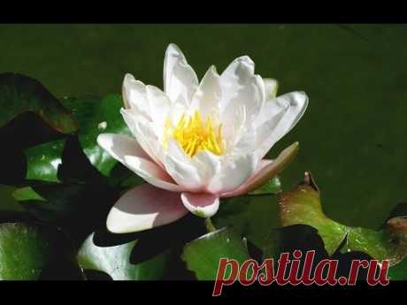 Zen Garden - Lotus Blossoms - Relaxation, Meditation, Mindfulness