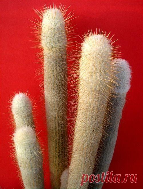 Найдено на сайте alefella.tumblr.com.