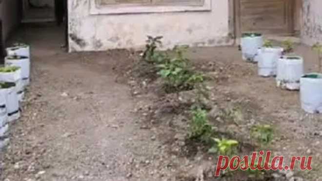 Женщина вернулась домой спустя месяц и узнала, что ее территорию превратили в огород. В Индонезии женщина вернулась домой спустя месяц и узнала, что соседка превратила ее крыльцо в огород, пишет World of Buzz. Как рассказали местные жители, они неоднократно напоминали соседке женщины, что та скоро вернется, поэтому не ...