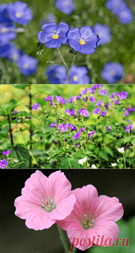 Как правильно размножить герань дома и на дачном участке