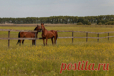 Фото лошади, кони, жеребята