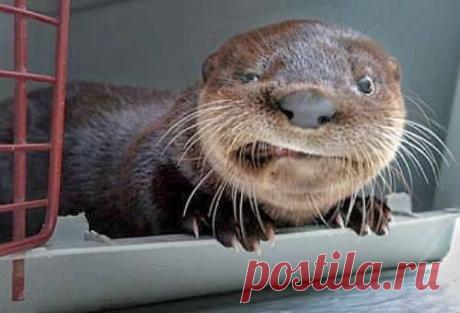 Одним словом, выдра!