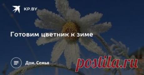 Готовим цветник к зиме Глядя на осенние цветники, даже не верится, что вот-вот наступит зима. О том, как помочь цветам перезимовать, читателям «Комсомолки» подсказали цветоводы солигорского клуба «Флора»: Зинаида Романович и Валентина Ермалицкая.