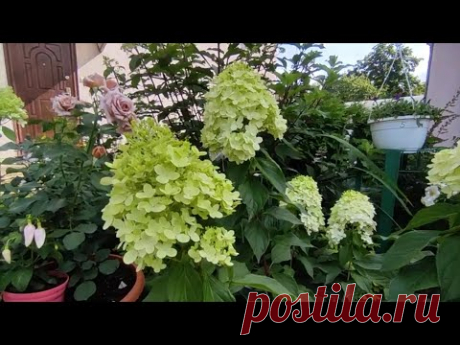 Результат низкой обрезки метельчатых гортензий 🌿🍃🌸🍃 и формирования в форме деревца 🍀🍀
