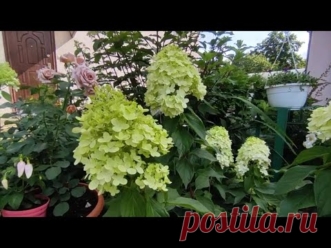 Результат низкой обрезки метельчатых гортензий 🌿🍃🌸🍃 и формирования в форме деревца 🍀🍀