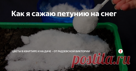 Как я сажаю петунию на снег Петуния очень красивый цветок и вырастить его самостоятельно не составит труда. Для этого необходимо лишь знать, как правильно сажать семена. Расскажу, как я сажаю петунию на снег.