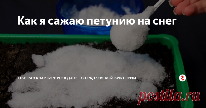 Как я сажаю петунию на снег Петуния очень красивый цветок и вырастить его самостоятельно не составит труда. Для этого необходимо лишь знать, как правильно сажать семена. Расскажу, как я сажаю петунию на снег.
