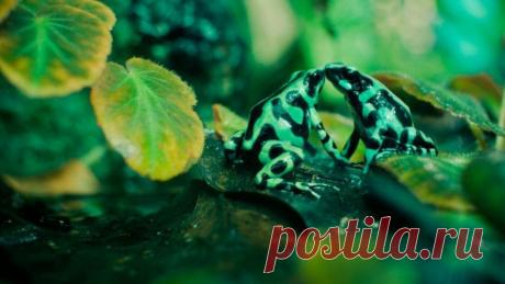 Невероятные моменты дикой природы / Питомцы