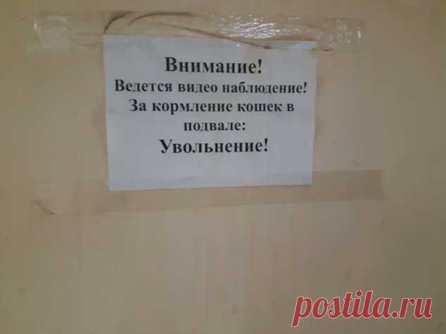 Прикольные объявления. Женская подборка №milayaya-ob-09280228082020 . Милая Я