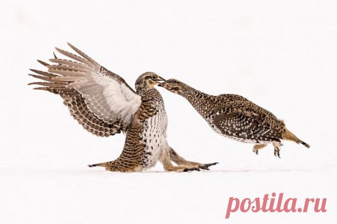 Птичий конкурс Audubon Photography Awards 2021