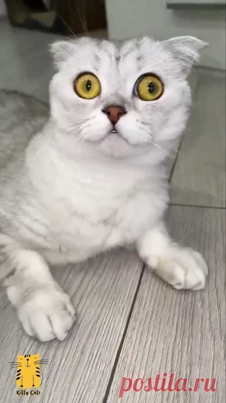 Funny Cat & Cute Kitten Moments episode 341Get ready for some cuteness overload with these hilarious and adorable cat and kitten moments! These videos will m...
