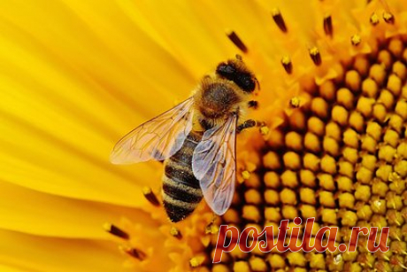 Продолжительность жизни медоносных пчел сократилась на 50 процентов. Команда специалистов из Университета Мэриленда выяснила, что продолжительность жизни отдельных медоносных пчел сократилась вдвое за последние 50 лет. Исследователи смоделировали эффект сокращения продолжительности жизни пчел в пчеловодстве: в результате смертность в колониях составила около 33 процентов.