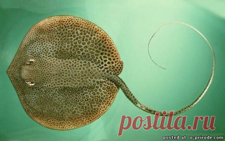 Водоплавающие бабочки - рыбы скаты – 19 фото - картинки - Фото мир природы
