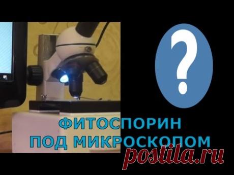 Борьба с болезнями растений. Фитоспорин - профилактика фитофтороза на томатах и картофеле.
