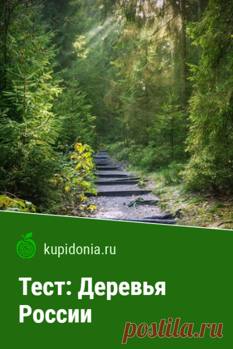 Тест: Деревья России. Интересный тест о деревьях России. Проверьте свои знания!