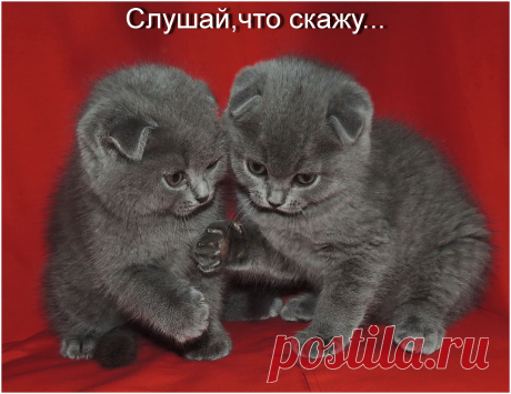 продажа.Шотландские вислоухие малыши котик и кошечка.