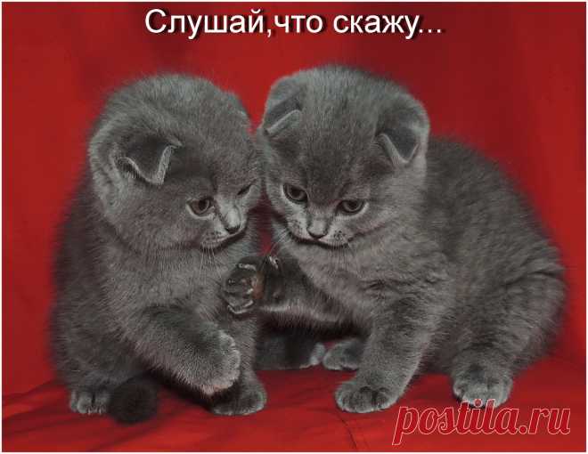 продажа.Шотландские вислоухие малыши котик и кошечка.